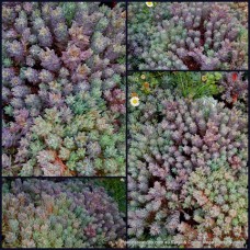 Sedum x 1 Lizard of Madagascar Succulent Hardy Groundcover Hanging basket Plants Bonbonniere Wedding Favours Rubens 